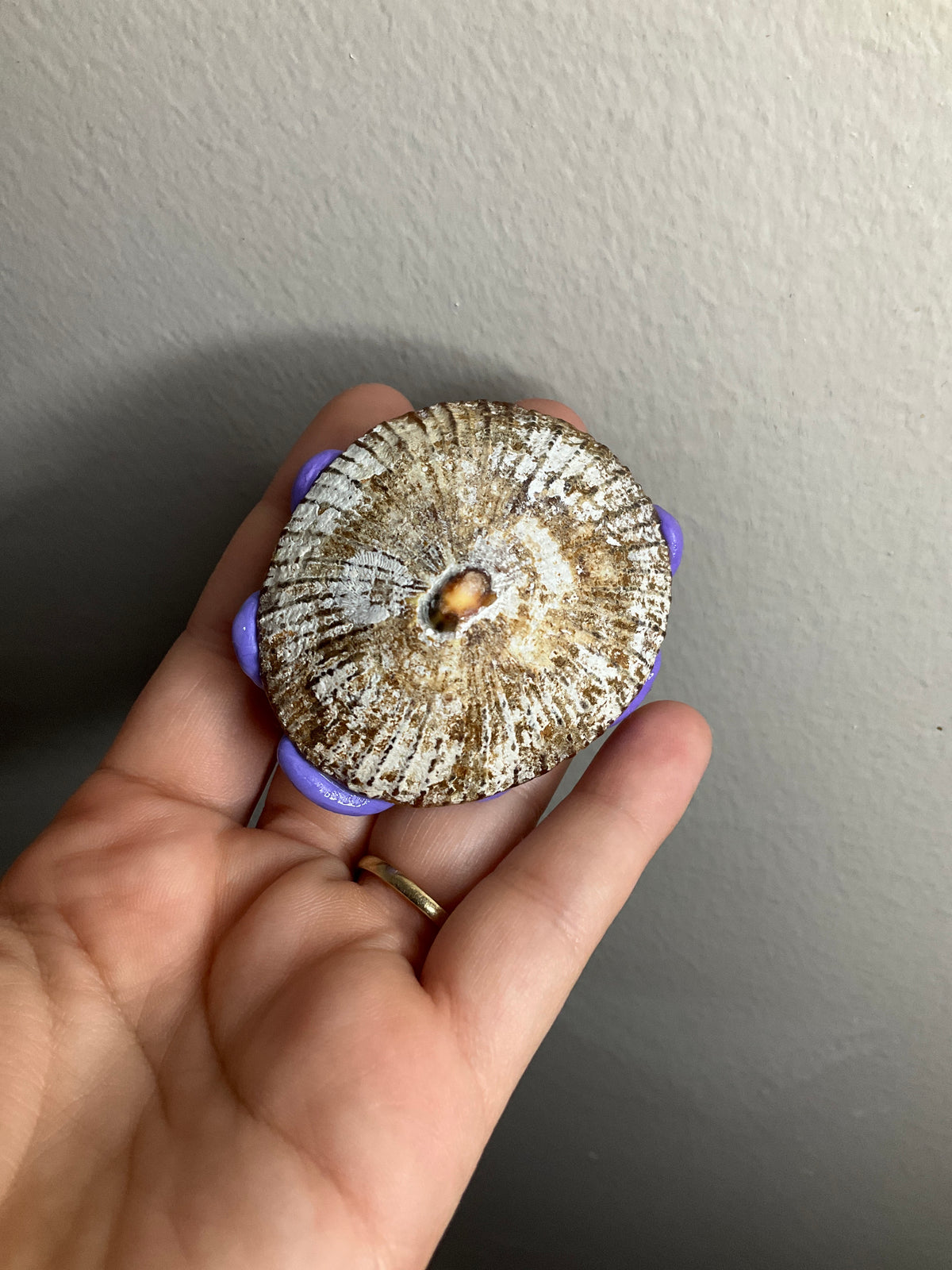 Lilacurl – Keeper of Island Treasures