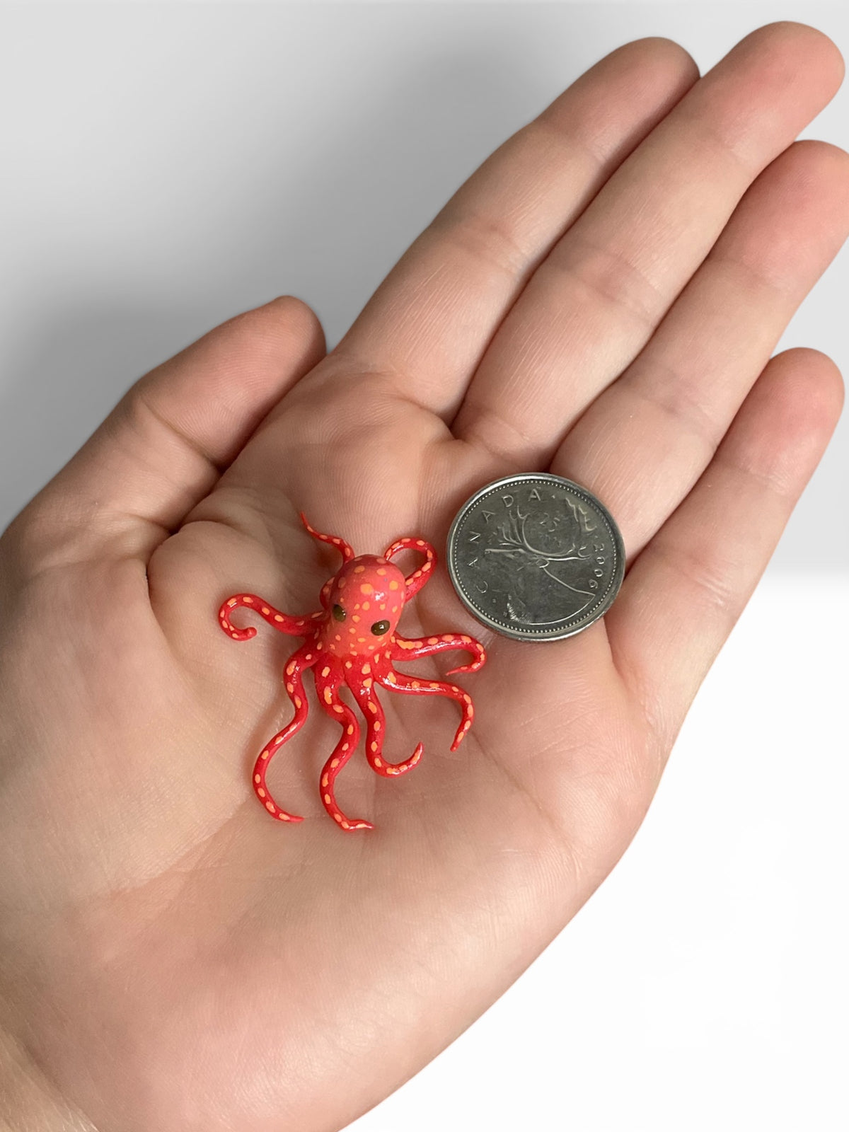 Squib - Mini Octopus ✨
